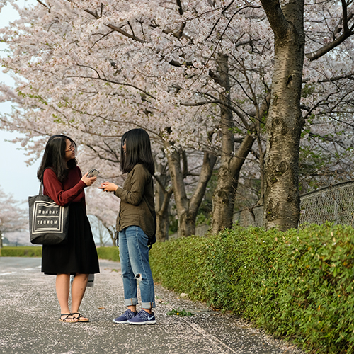 Cherry Blossoms and New Beginnings 