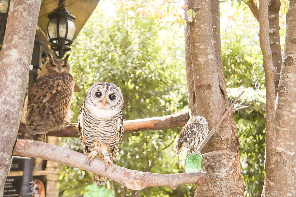 Yufuin owl garden