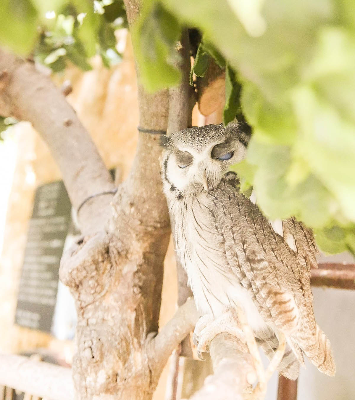 Yufuin sleeping owl